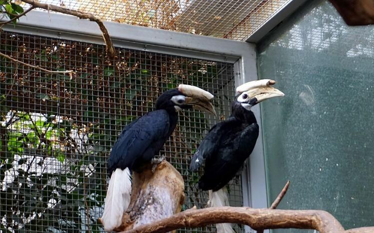 Niezwykle rzadki ptak przyszedł na świat we wrocławskim zoo