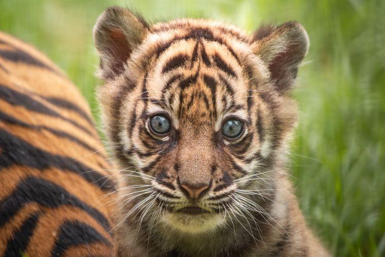 Nowa mieszkanka wrocławskiego zoo. Można ją adoptować i wymyślić jej imię! [ZDJĘCIA, WIDEO]