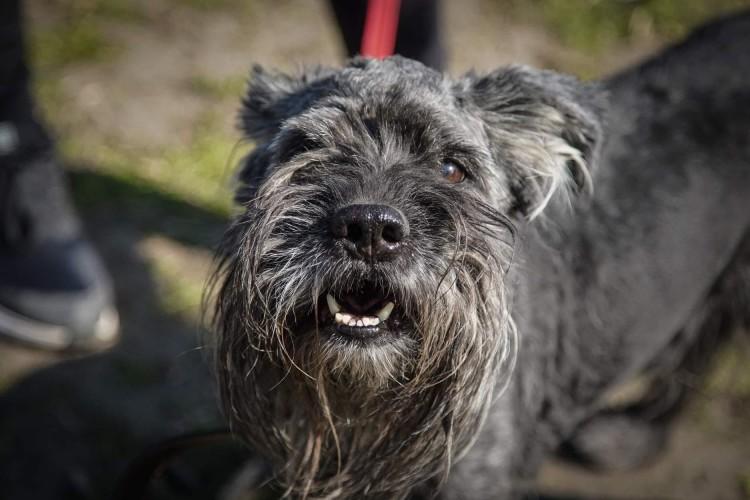 Wrocław: Psy z Ukrainy do adopcji. Czekają na nowy dom [ZDJĘCIA]