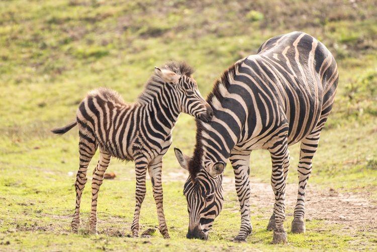 Małe zebry brykają po wybiegu wrocławskiego zoo [ZDJĘCIA]