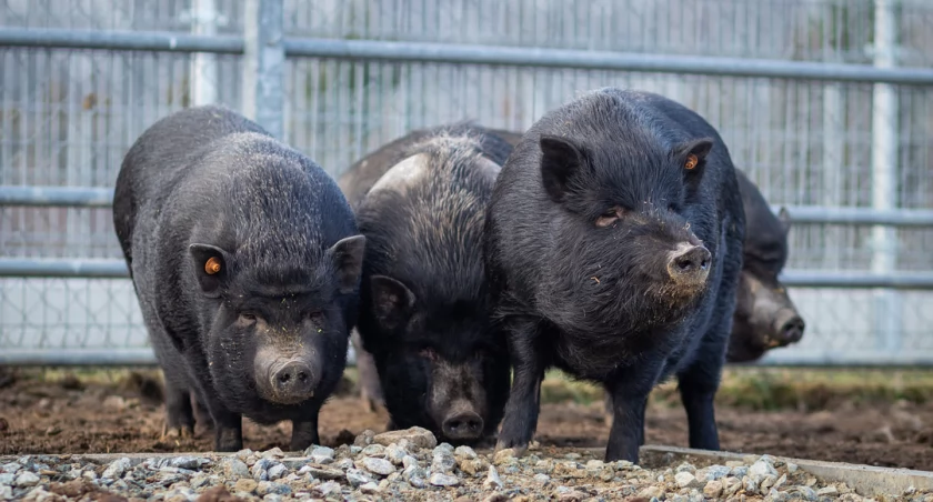 Jedenaście świnek wietnamskich ze schroniska czeka na nowy dom 
