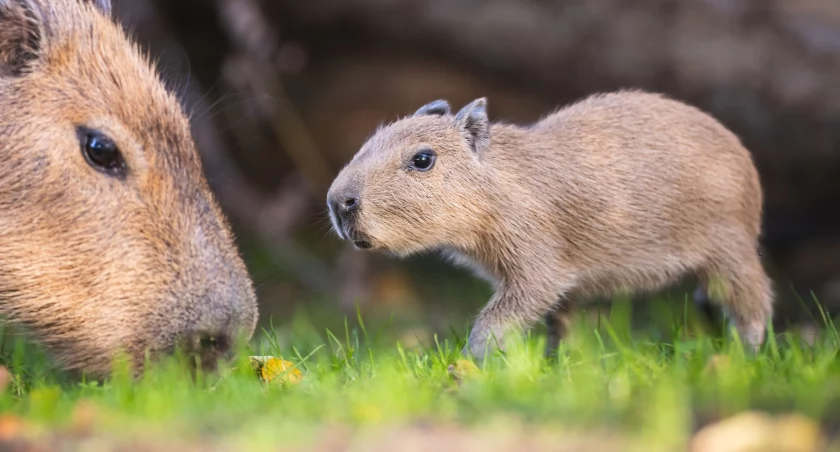 Te słodkie gryzonie są królami internetu! W zoo przyszły na świat kapibary