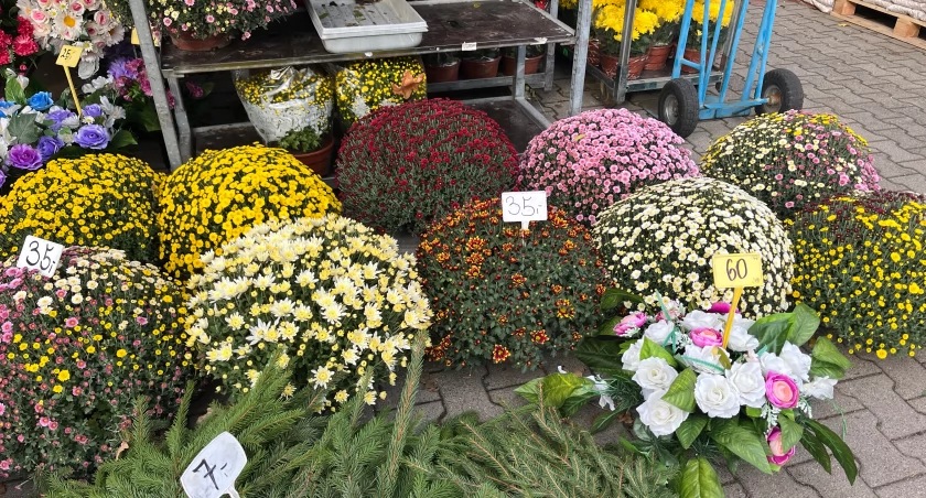 Ludzie masowo rezerwują chryzantemy pod Wrocławiem. Od plantatora bardziej się opłaca