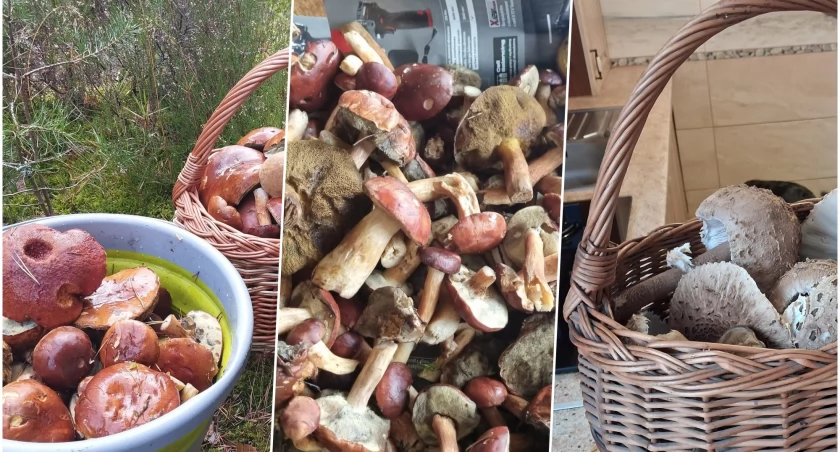 Ale wysyp grzybów! Oto wasze zbiory i lokalizacje na Dolnym Śląsku 