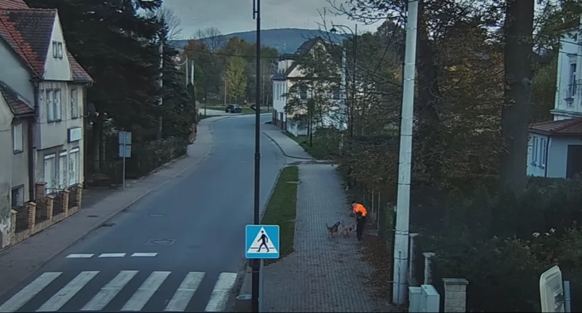 Trzy agresywne psy zaatakowały dziecko. Chłopiec ratował się ucieczką na ogrodzenie [FILM]