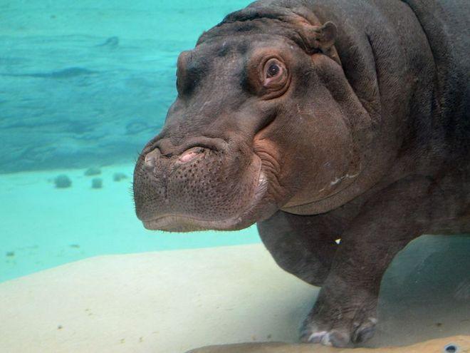 700 osób z całego świata z prawie 400 ogrodów zoologicznych odwiedzi Wrocław