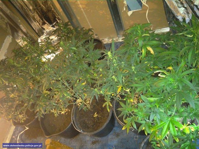 Domowa plantacja marihuany odkryta przez wrocławską policję w specjalnie wydzielonym pomieszczeniu
