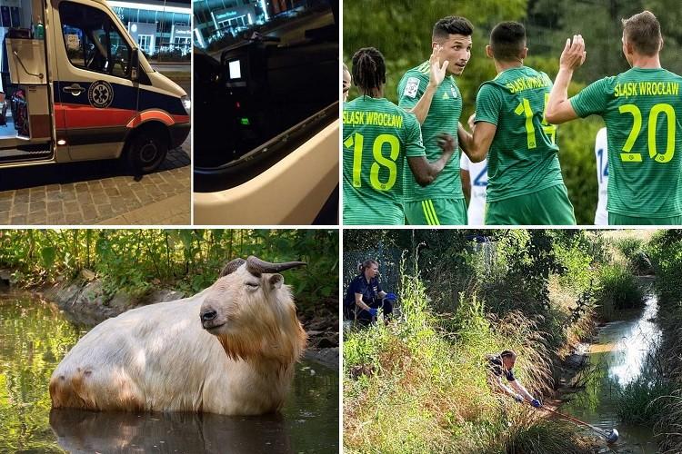 Nowy wybieg dla zwierząt w zoo i duży pożar [PODSUMOWANIE DNIA]