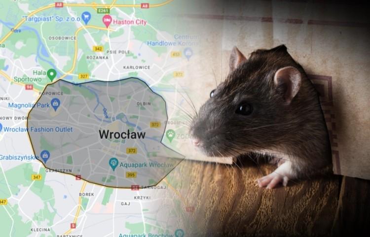 Wrocław wprowadził oficjalną strefę zagrożoną szczurami