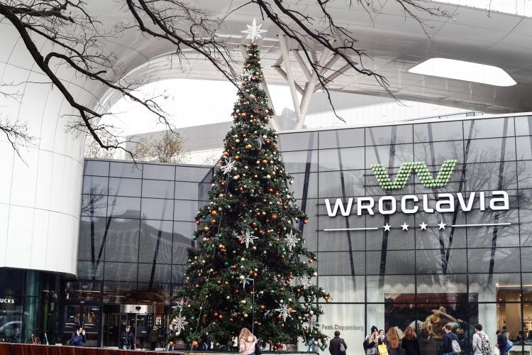 Przed Wroclavią stoi już choinka bożonarodzeniowa