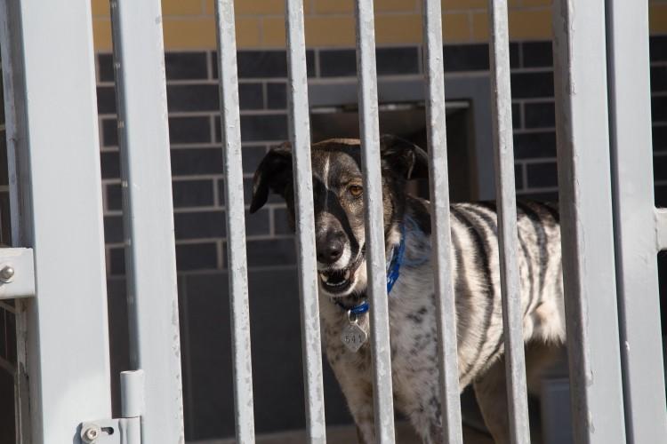 Znów można przygarniać bezdomne zwierzęta. Schronisko uruchomiło adopcje po przerwie