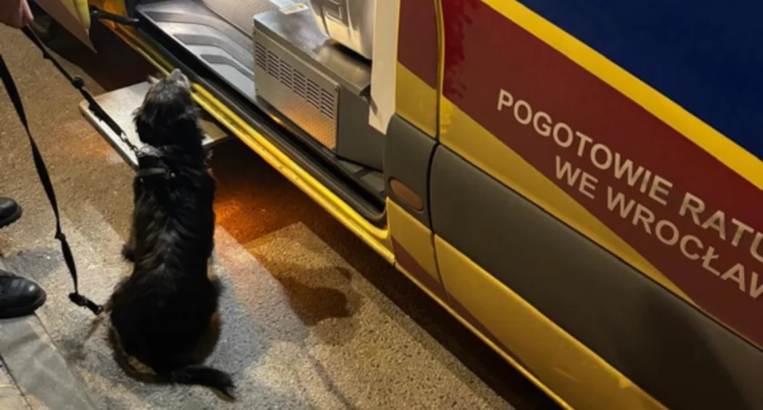 Wrocław: Wzruszająca historia o psiej wierności. Suczka uratowała życie swojego pana