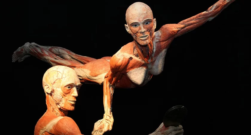 Wystawa BODY WORLDS powraca do Wrocławia z nową odsłoną!