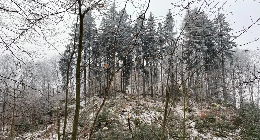 Zamek na pograniczu Gór Stołowych i Gór Bystrzyckich został wybudowany na skale 