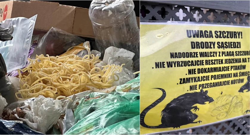 Tak Wrocław dokarmia szczury. Śmietniki są jak szwedzki stół