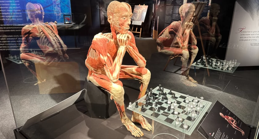 Body Worlds: The Cycle of Life. Spektakularna wystawa we Wrocławiu!
