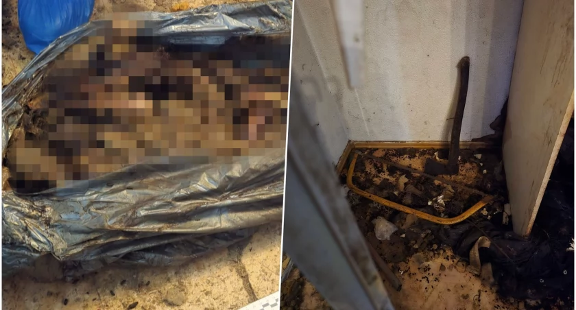 Martwe psy trzymali w szafie, dziewięć żywych było skrajnie zaniedbanych. Horror we Wrocławiu 