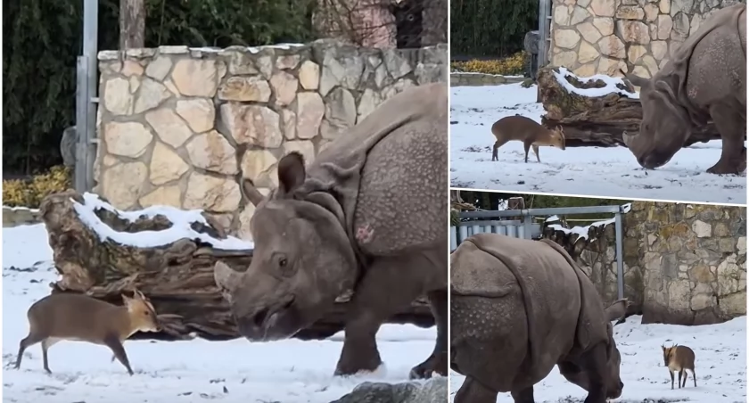 Tata Mundżak i Maruśka z wrocławskiego zoo to najpopularniejsza para w internecie. Nagranie stało się viralem 