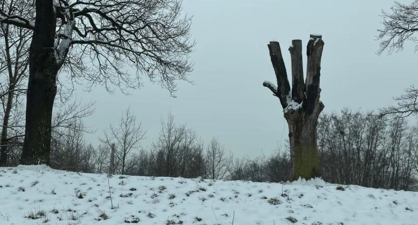 Tysiące drzew przy torach kolejowych do wycinki. Miasto chce część uratować [LOKALIZACJE] 