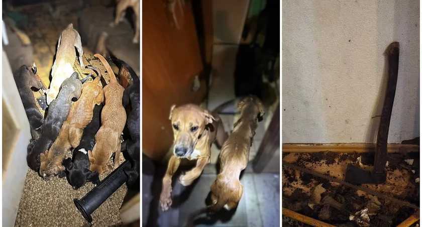 Siekierą zabili dwa psy. Policja ich zatrzymała, prokurator wypuścił do domu