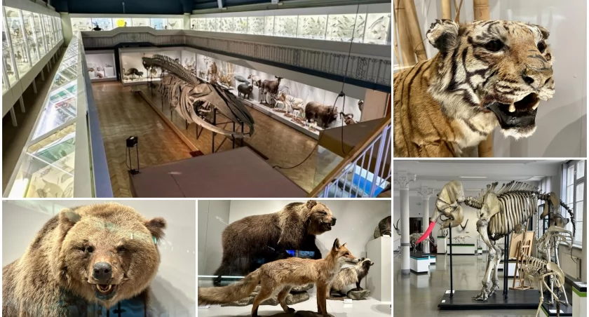 W tym wrocławskim muzeum zobaczysz szkielet największego zwierzęcia, jakie kiedykolwiek żyło na ziemi!