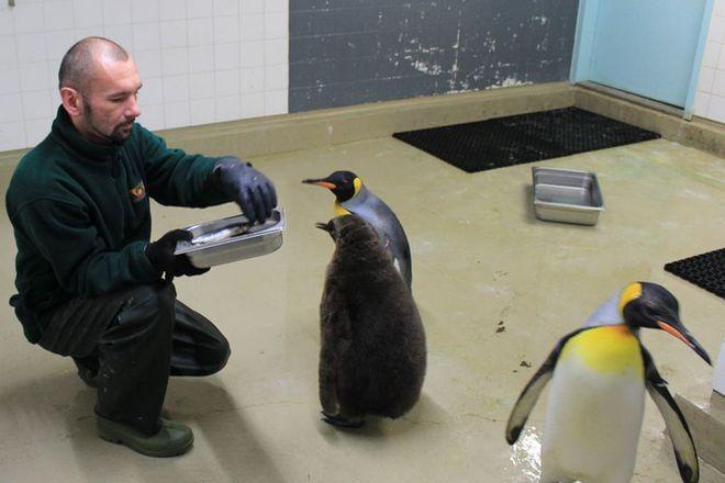 Pracownicy wrocławskiego ZOO biorą udział w prestiżowym projekcie