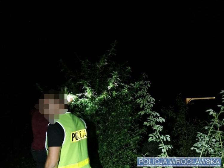 Wrocław: Diler wpadł na Wyszyńskiego. Marihuana rosła między malinami