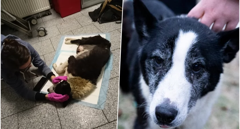 Horror za drzwiami gospodarstwa. Były myśliwy doprowadził Maszę do stanu agonalnego