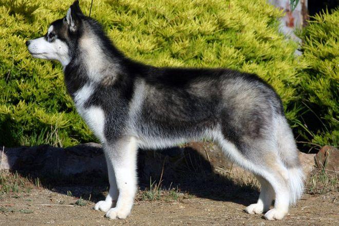 Leśnica: cztery osoby pogryzione przez psa rasy husky