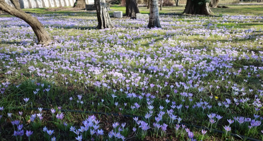 Ogród botaniczny budzi się do życia. Tutaj najlepiej zobaczysz początek wiosny