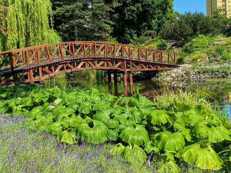 Tak prezentuje się w tym roku Ogród Botaniczny we Wrocławiu. Ale tu zielono!