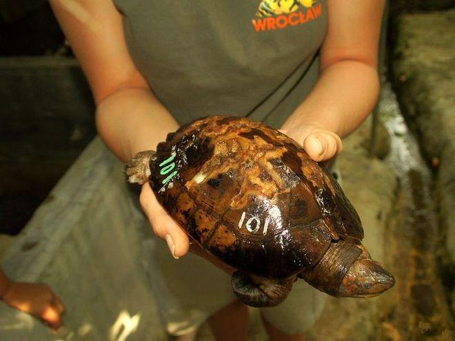 Wrocławskie zoo zaangażowane w ratowanie ginącego gatunku filipińskich zwierząt