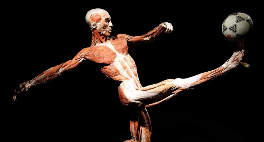 Wystawa BODY WORLDS we Wrocławiu przedłużona do 30 czerwca!