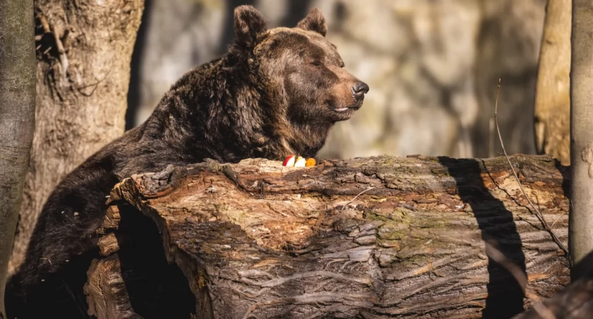 Niedźwiedzica Kora budzi się z zimowego snu – ZOO szykuje wyjątkowy weekend