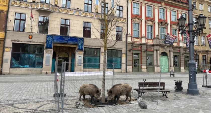 Dziki wtargnęły na wrocławski Rynek. Pomyliły go z lasem!