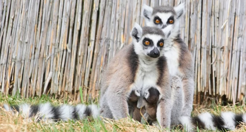 Jedyne górskie zoo w Polsce jest na Dolnym Śląsku. Teraz przeżywa baby boom