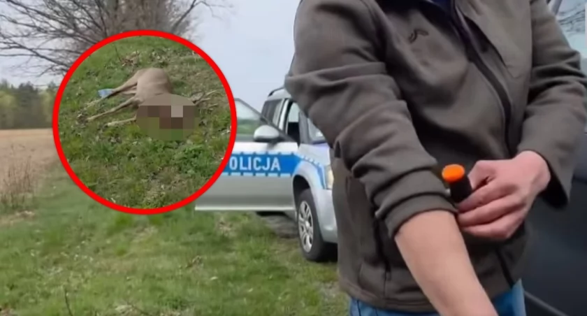 Myśliwy poderżnął gardło rannej sarnie. Wszystko na oczach policjanta
