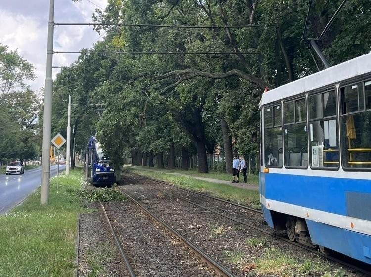 Wrocław: Konar drzewa na sieci trakcyjnej. Ulicą Mickiewicza nie jeździły tramwaje