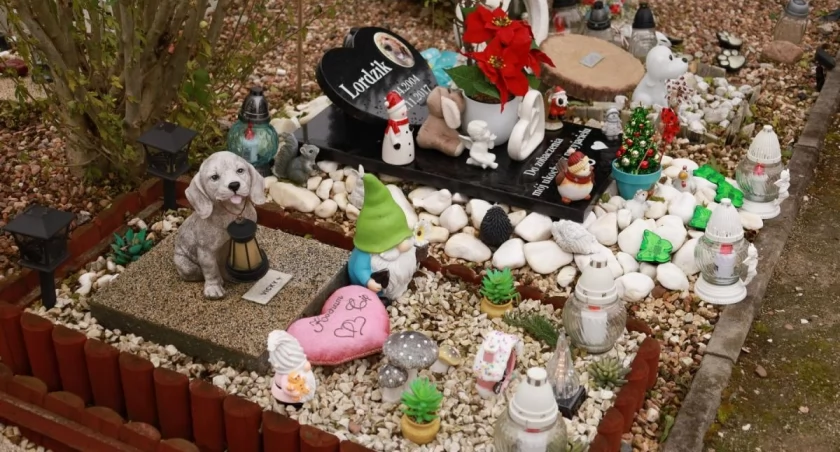 Psy, koty, żółwie, króliki, świnki morskie, chomiki i papużki. Wyjątkowy cmentarz pod Wrocławiem