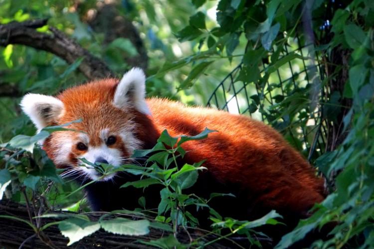 Święto mieszkańców wrocławskiego zoo. W sobotę wypada dzień pandy małej [ZDJĘCIA]
