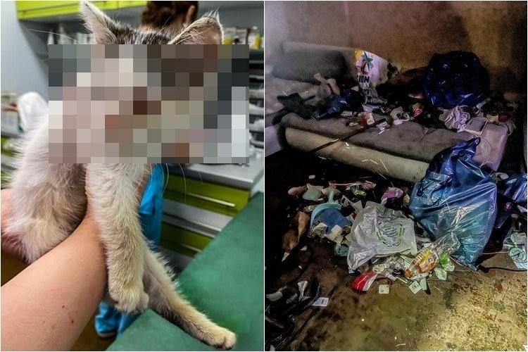 Wrocław: 19-latka obiecywała, że zaopiekuje się kotkami. Zgotowała im straszny los