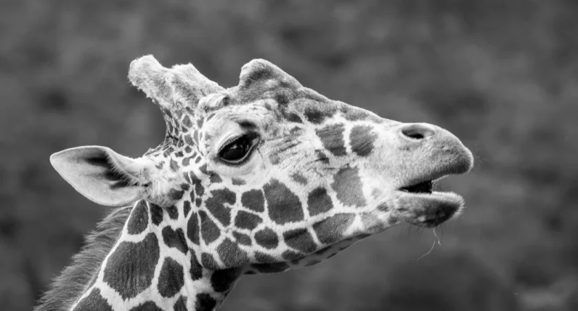 Nie żyje Rafiki z wrocławskiego zoo. To żyrafi Casanova. Miał w zoo trzy partnerki
