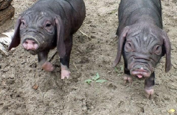 Wynalazek naukowców z Wrocławia pomoże lekarzom weterynarii z całego świata