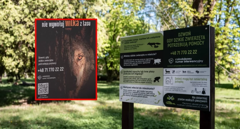 Ponad 1200 interwencji w sprawie dzikich zwierząt we Wrocławiu. Wilk 