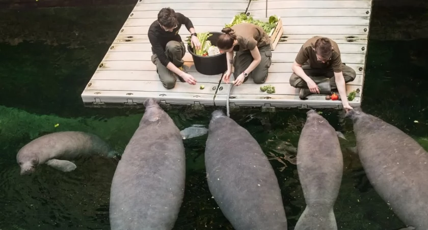Wegetarianie generują „paragony grozy”. Zaglądamy do kuchni wrocławskiego zoo