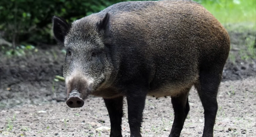 Dzik w mieście to wyrok. Dlaczego odłowionych zwierząt nie można wywieźć z Wrocławia?