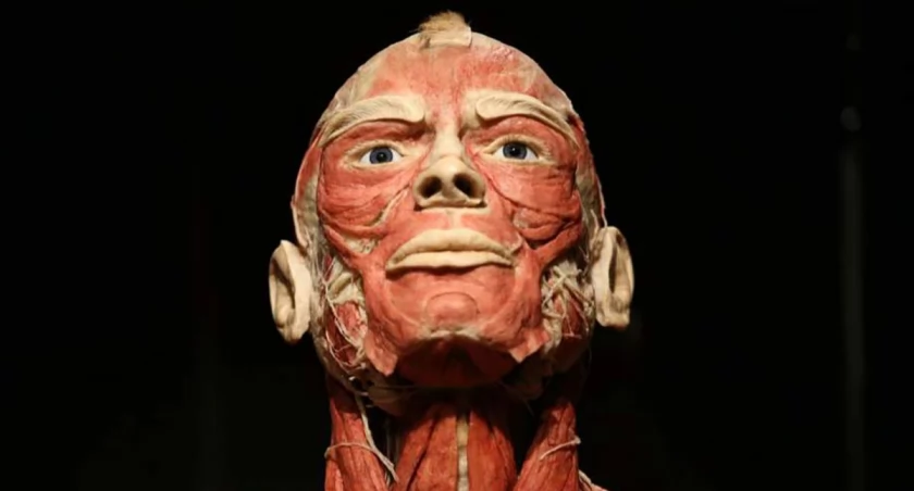 BODY WORLDS we Wrocławiu - To wystawa o życiu i zdrowiu, którą trzeba zobaczyć!