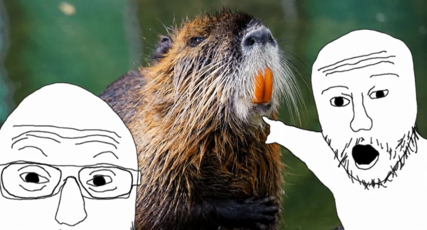To nie „bober”, a nutria! Czy potrafisz rozróżnić te zwierzęta z wrocławskiego zoo? 