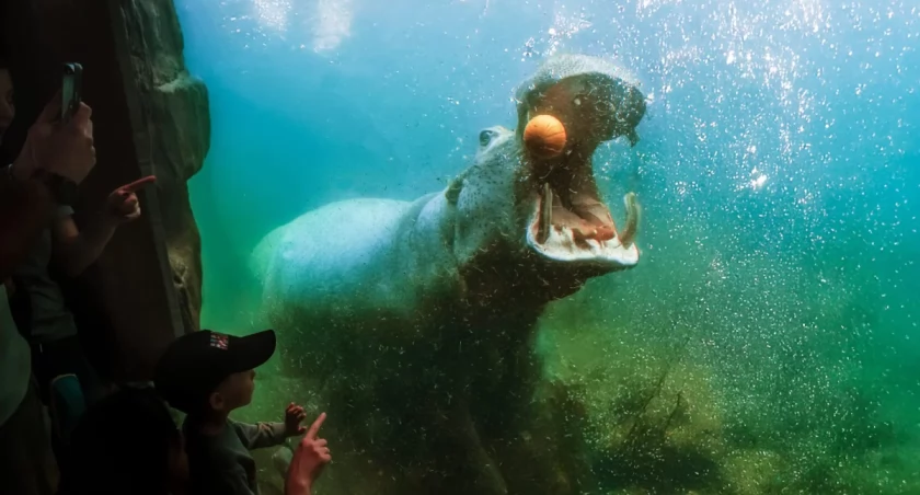 Zoo to nie cyrk, ale zwierzęta robią tu sztuczki. Po co? Odpowiedź może zaskoczyć
