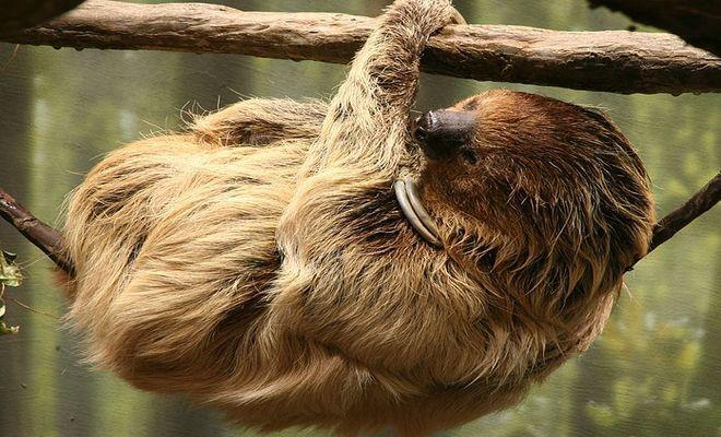 Poznajcie najbardziej leniwych mieszkańców wrocławskiego ZOO